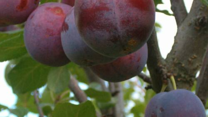 Analyse lettischer Pflaumen: Profile der Sorten Laine, Alvis und Minjona | Blog