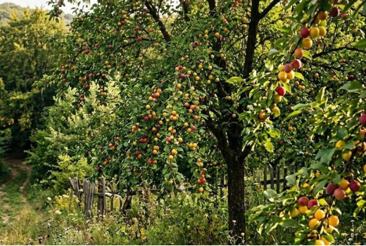 Kirschpflaume (Prunus cerasifera): Ein verborgener Schatz unserer Gärten und Wälder