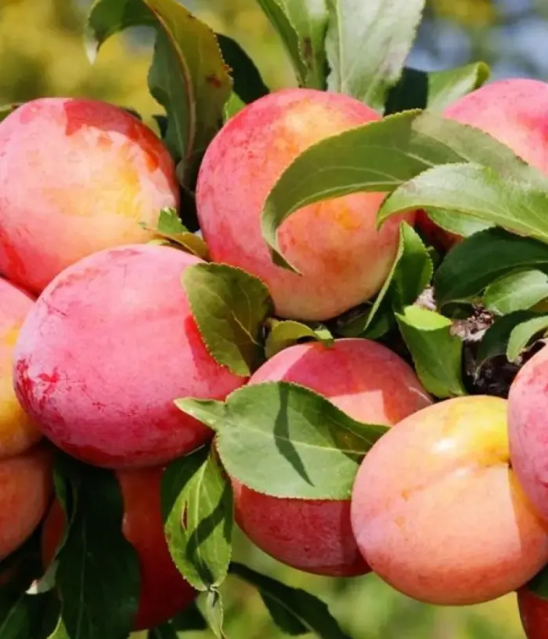 Hybridpflaume (Prunus sp.) RANNYAYA KRUPNAYA - Tutifruti, s.r.o.