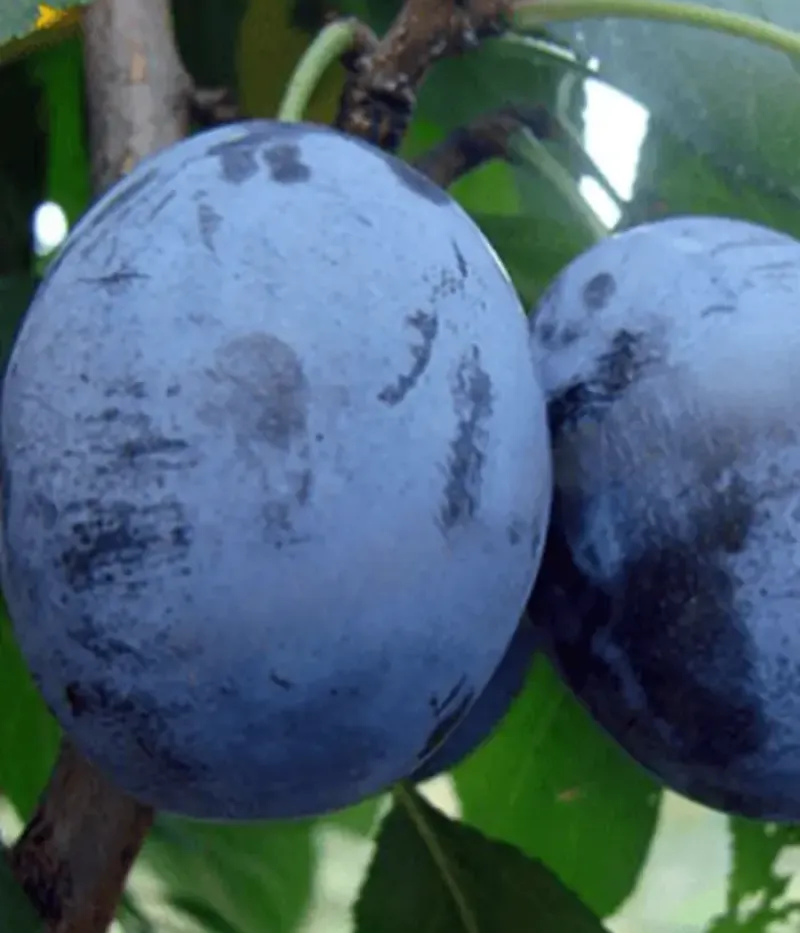 Pflaume (Prunus domestica) PESCĂRUȘ - Tutifruti, s.r.o.