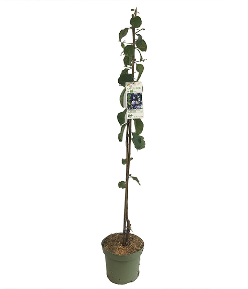 BIO säulenförmige Pflaume AROMA SPUR (früh reifend) - Tutifruti SK
