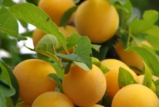 Neue Hybridpflaumen 2026: Aljonuschka, Kubanskaja Kometa & Soneika