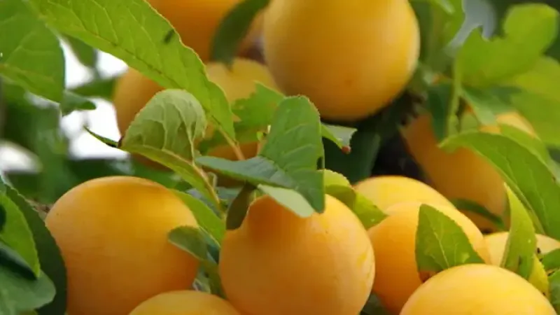 Neue Hybridpflaumen 2026: Aljonuschka, Kubanskaja Kometa & Soneika