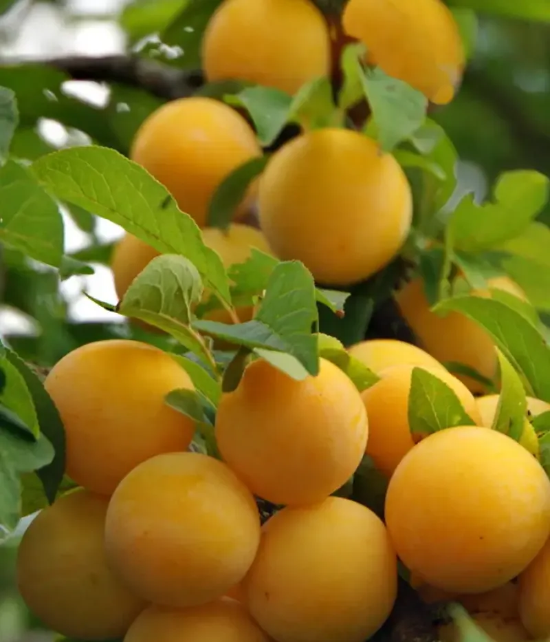 Hybridpflaume (Prunus sp.) SONEIKA - Tutifruti, s.r.o.