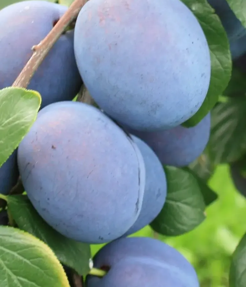 Pflaume (Prunus domestica) TOPHIT - Tutifruti, s.r.o.