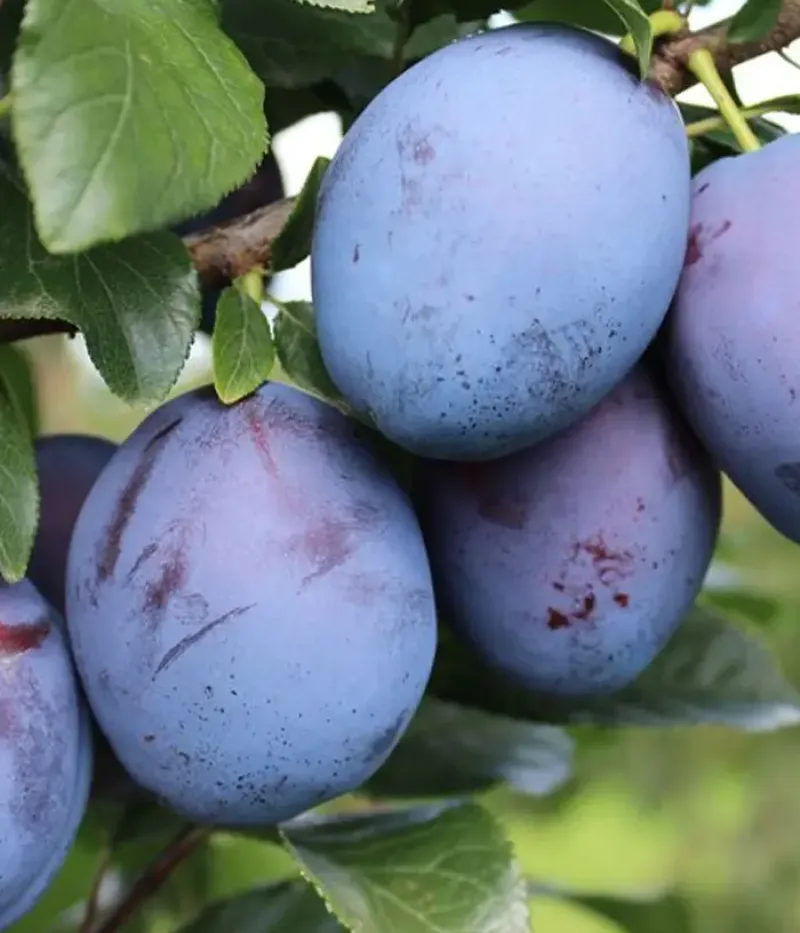 Pflaume (Prunus domestica) TOPEND PLUS - Tutifruti, s.r.o.