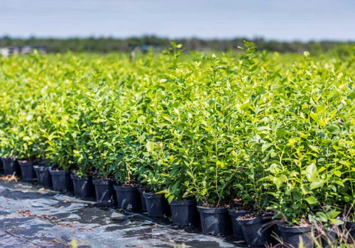 frangipani dünger selber machen Purgrün Frangipani-Dünger 1 Liter