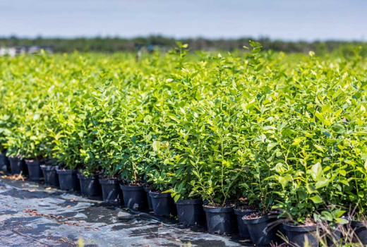 Herbendarben mit Hühnermist: Anleitung und warum es die beste Wahl ist