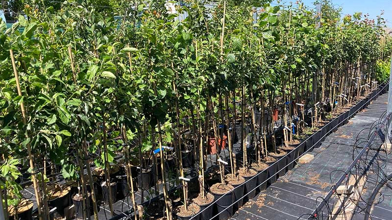 Neue exklusive estnische Sorten: Entdecken Sie widerstandsfähige Kirschen, Pflaumen und Apfelbäume für Ihren Garten