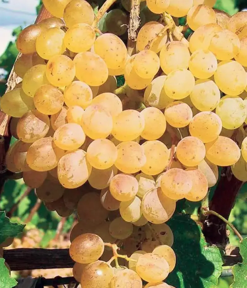 Weinrebe (Vitis vinifera) DANUTA - Tutifruti, s.r.o.