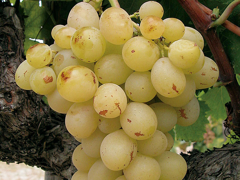 ITALIA Tafeltraube - Tutifruti, s.r.o. ITALIA Tafeltraube - Tutifruti, s.r.o.