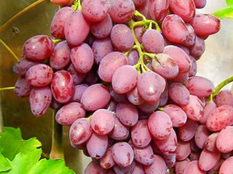 JUPITER Table Grape Vine - Tutifruti SK