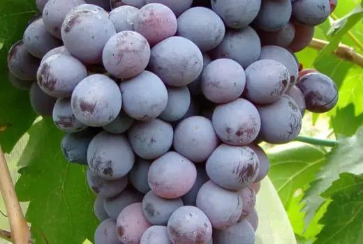 Der lagerfähige Gigant und der resistente Muskat: Wir stellen die Tafeltrauben 'Kishmish Moldavskij' und 'Palatina' vor