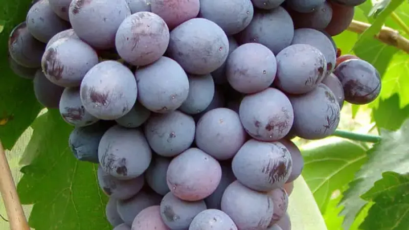 Der lagerfähige Gigant und der resistente Muskat: Wir stellen die Tafeltrauben 'Kishmish Moldavskij' und 'Palatina' vor