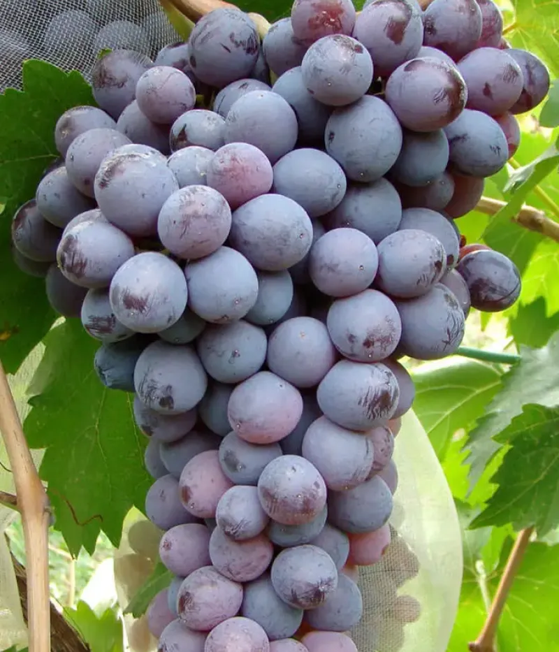 Weinrebe (Vitis vinifera) KIŠMIŠ MOLDAVSKIJ - Tutifruti, s.r.o.