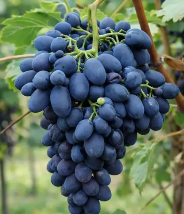 Weinrebe (Vitis vinifera) KODRIANKA (BLACK MAGIC)