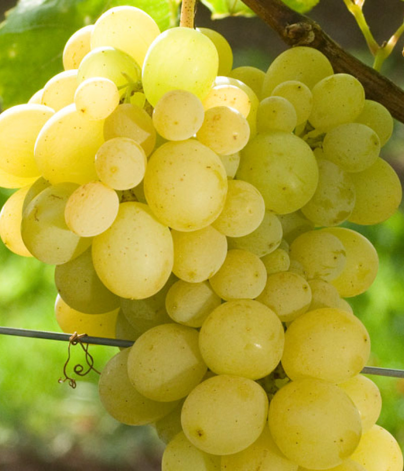 Königin der Weingarten Tafeltraube - Tutifruti SK