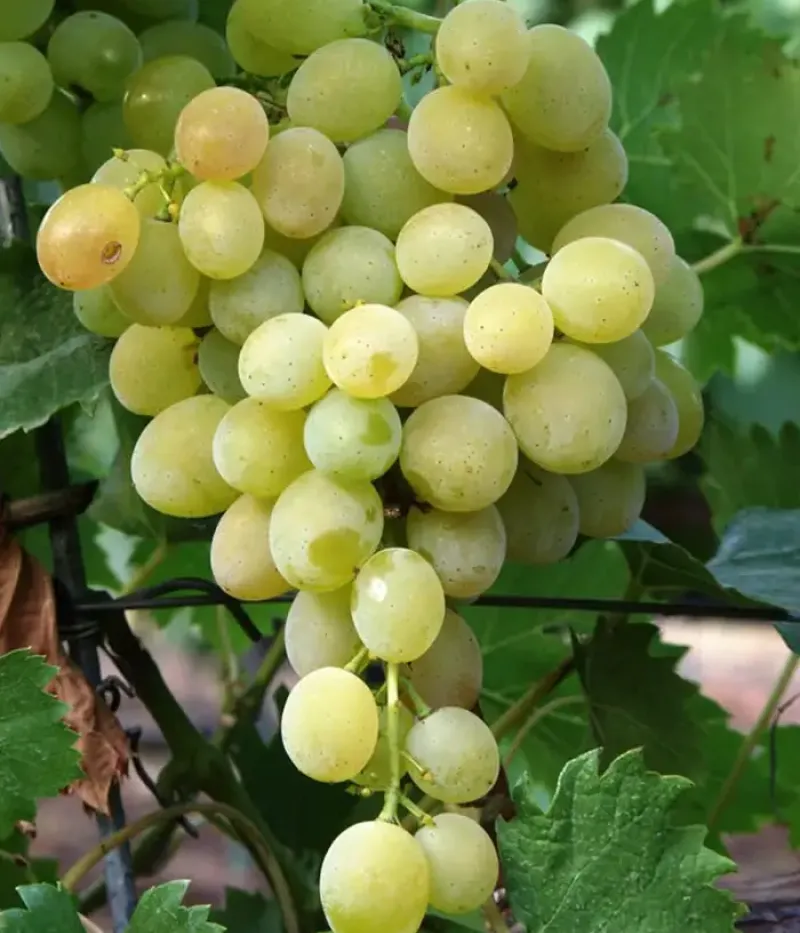 Weinrebe (Vitis vinifera) LILLA - Tutifruti, s.r.o.