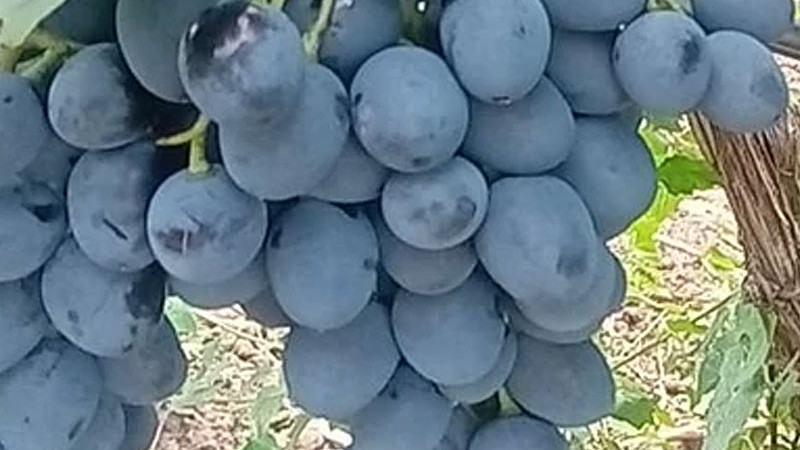 Moderne resistente Rebsorten (Teil 1): Wir stellen Ihnen die Stars Alvika, Alibaba, Alfa und Ajuta vor