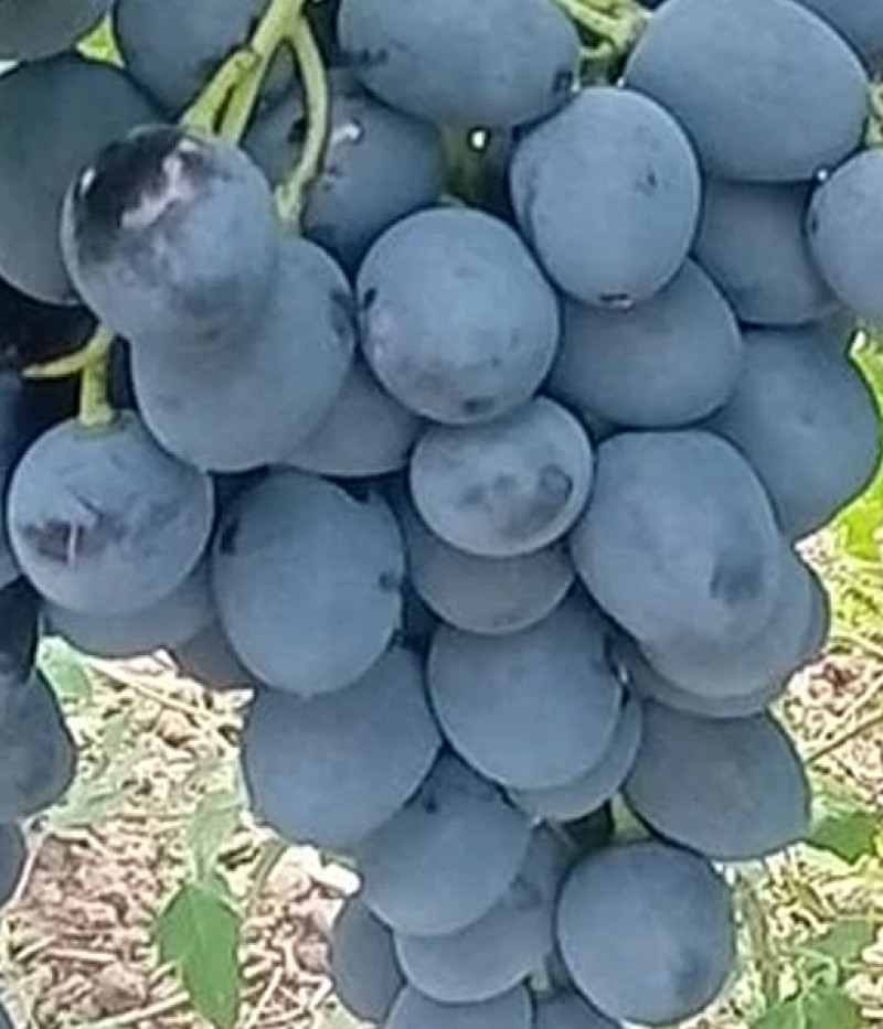 MOLDOVA Tafeltraube PIWI - Tutifruti, s.r.o. (SK)