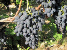 NADEŽDA AZOS Table Grape Vine - Tutifruti SK