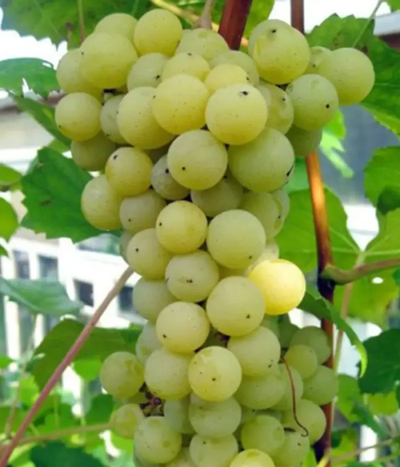 Weinrebe (Vitis spp.) SĖLĖ - Tutifruti, s.r.o.