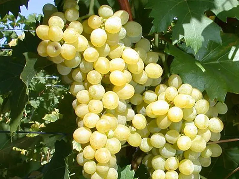 TALISMAN Table Grape Vine - Tutifruti, s.r.o. (SK) TALISMAN Table Grape Vine - Tutifruti, s.r.o. (SK)