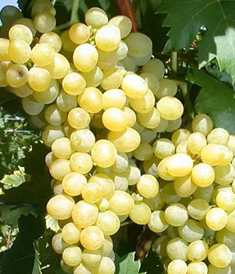TALISMAN Tafeltraube - Tutifruti, s.r.o. (SK)