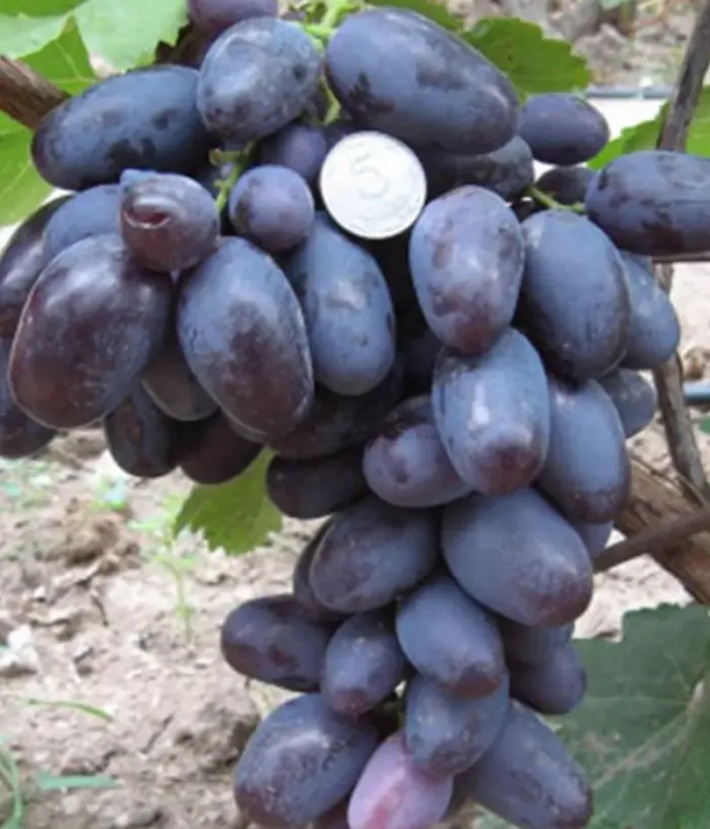 Weinrebe (Vitis vinifera) ALVIKA - Tutifruti, s.r.o.
