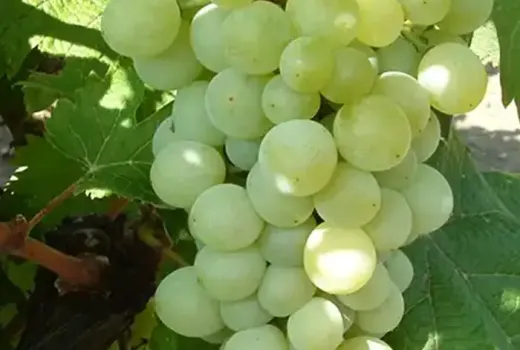 Elegante Tafeltrauben für Ihren Garten: Wir stellen die Sorten 'Danuta', 'Attila' und 'Éva' vor