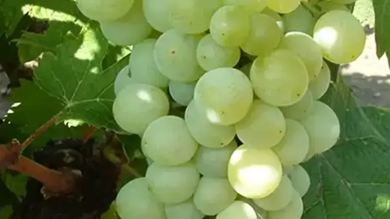 Elegante Tafeltrauben für Ihren Garten: Wir stellen die Sorten 'Danuta', 'Attila' und 'Éva' vor