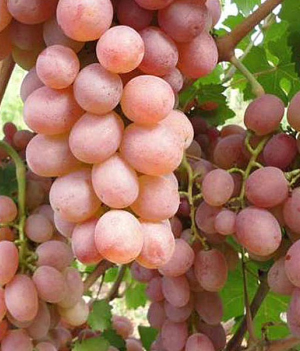 Weinrebe (Vitis spp.) SUPAGA