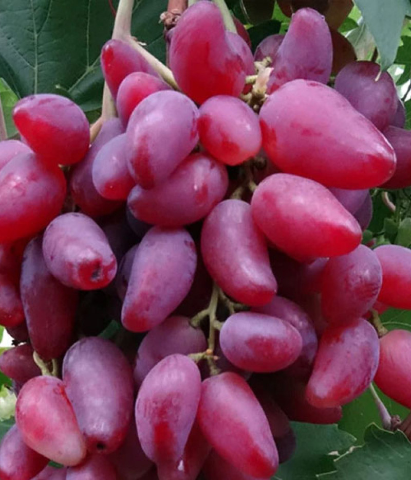 DUBOVSKIJ ROZVOJ Tafeltraube - Tutifruti SK