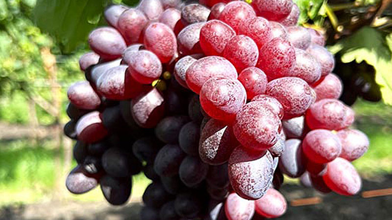 Resistente Rebsorten (Teil 3): Analyse der Sorten Bajkonur, Bogatyr und anderer