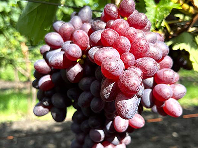 ELMA Table Grape Vine - Tutifruti, s.r.o. (SK) ELMA Table Grape Vine - Tutifruti, s.r.o. (SK)