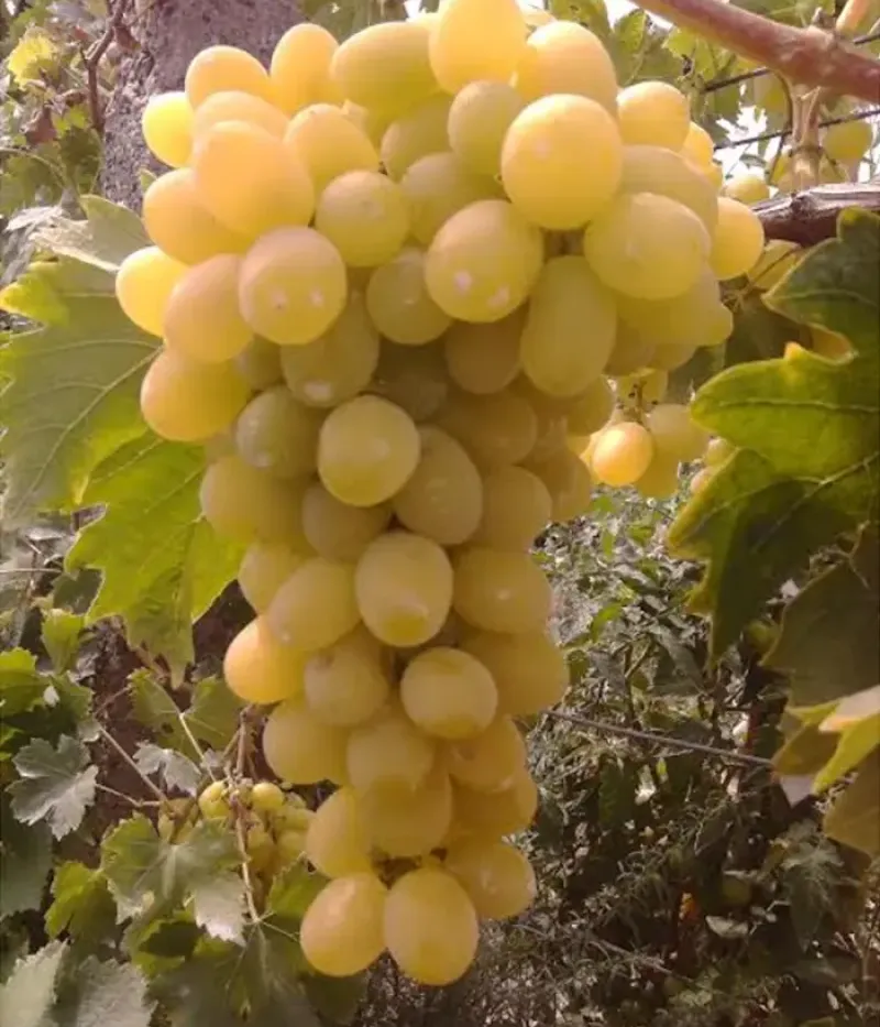 Weinrebe (Vitis vinifera) ÉVA - Tutifruti, s.r.o.