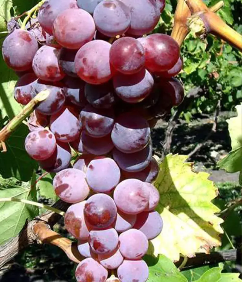 Weinrebe (Vitis spp.) GUNA - Tutifruti, s.r.o.