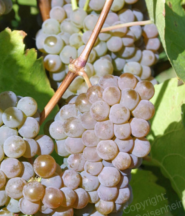 HIBERNAL Most Rebsorten PIWI