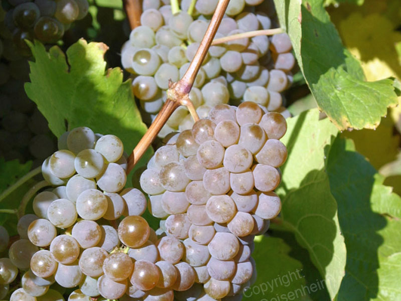 HIBERNAL grape variety PIWI - Tutifruti, s.r.o.