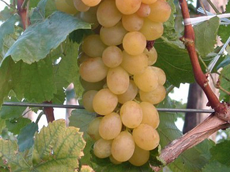 HELIKON Table Grape Vine - Tutifruti, s.r.o. (SK) HELIKON Table Grape Vine - Tutifruti, s.r.o. (SK)