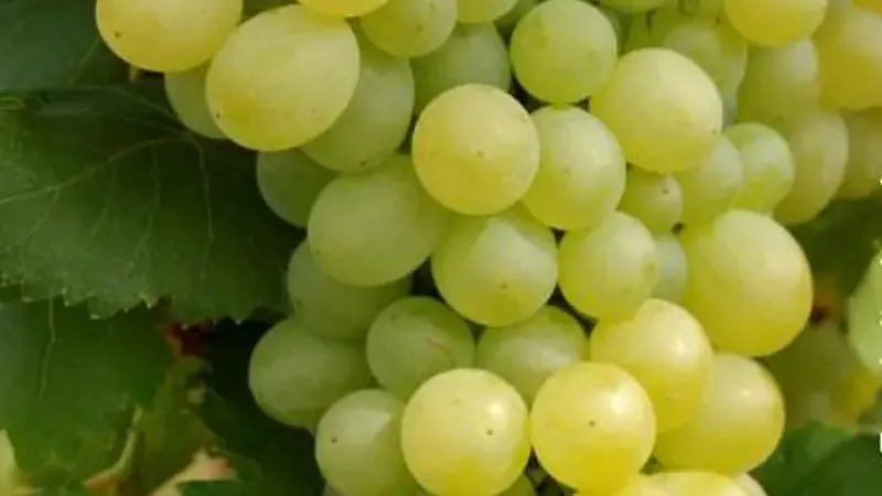 Tafeltrauben für den Garten: 5 Sorten von früh-kernlos bis spät zur 'Italia'