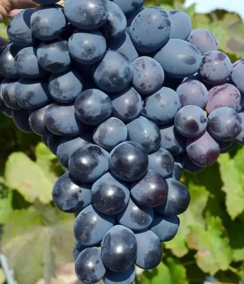 Weinrebe (Vitis vinifera) IVANKA - Tutifruti, s.r.o.