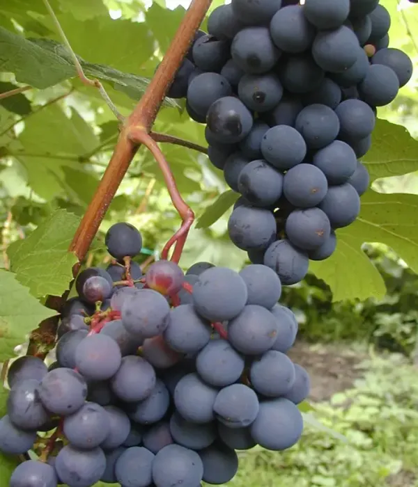 Weinrebe (Vitis spp.) JUODUPĖ