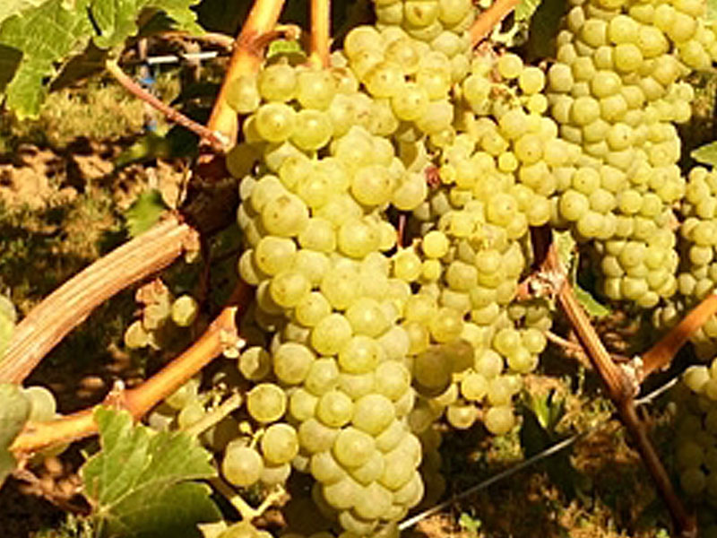 JOHANNITER Most Rebsorten PIWI - Tutifruti, s.r.o. JOHANNITER Most Rebsorten PIWI - Tutifruti, s.r.o.