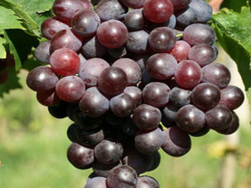 KISMIS MOLDAVSKIJ stolová odroda viniča - Tutifruti SK