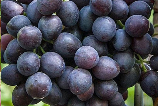 Moderne resistente Rebsorten (Teil 2): Armani, Atos, Arni und Andruša