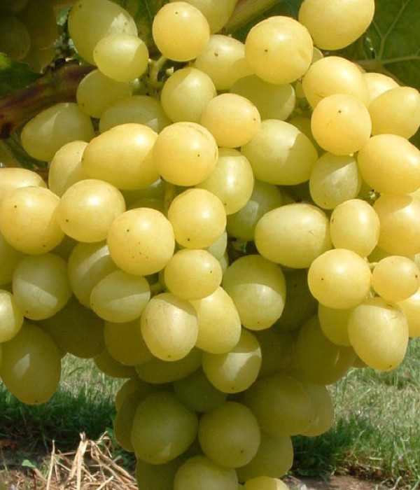 LORA  stolová odroda viniča