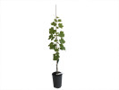 LORA Table Grape Vine - Tutifruti SK LORA Table Grape Vine - Tutifruti SK