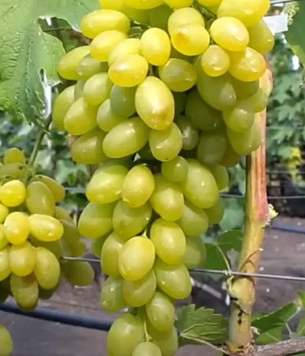 Weinrebe (Vitis vinifera) MONBLAN