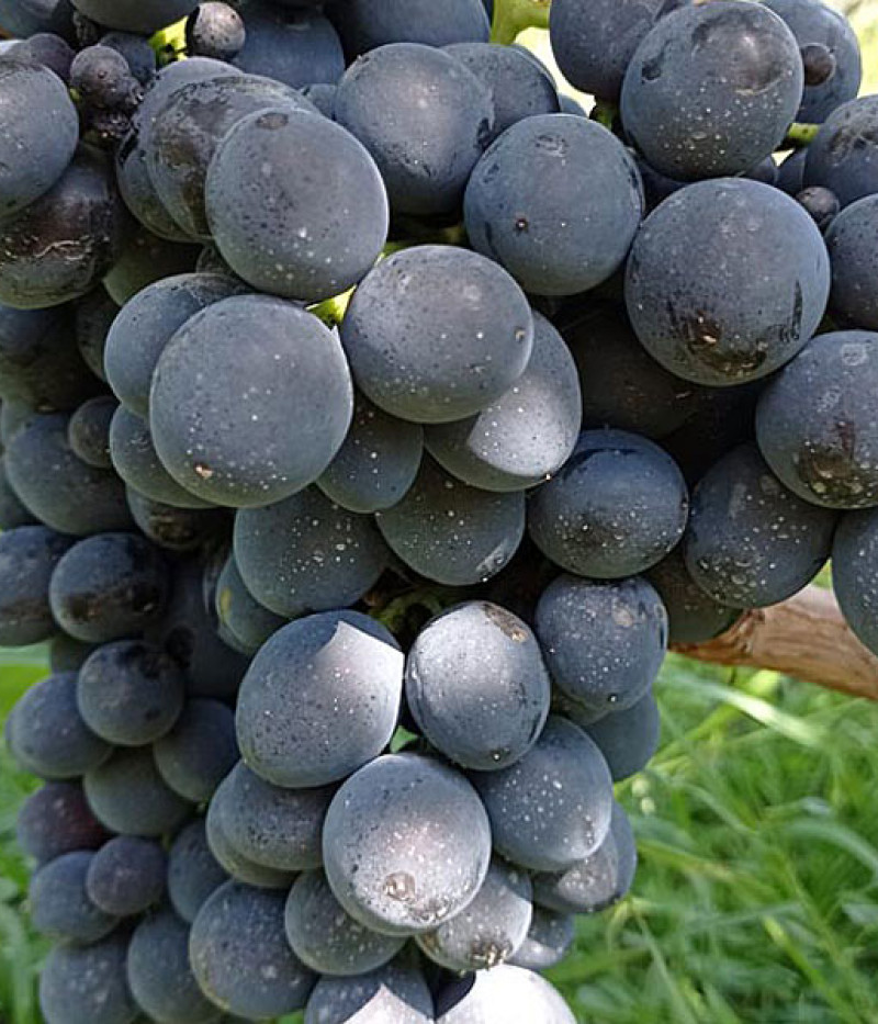 Tafeltraube MUSCAT BLEU - Tutifruti SK
